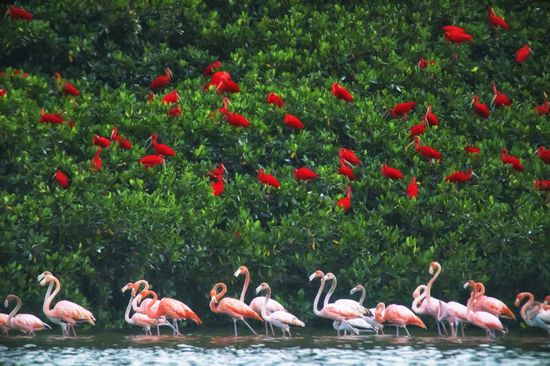1 - caroni colours